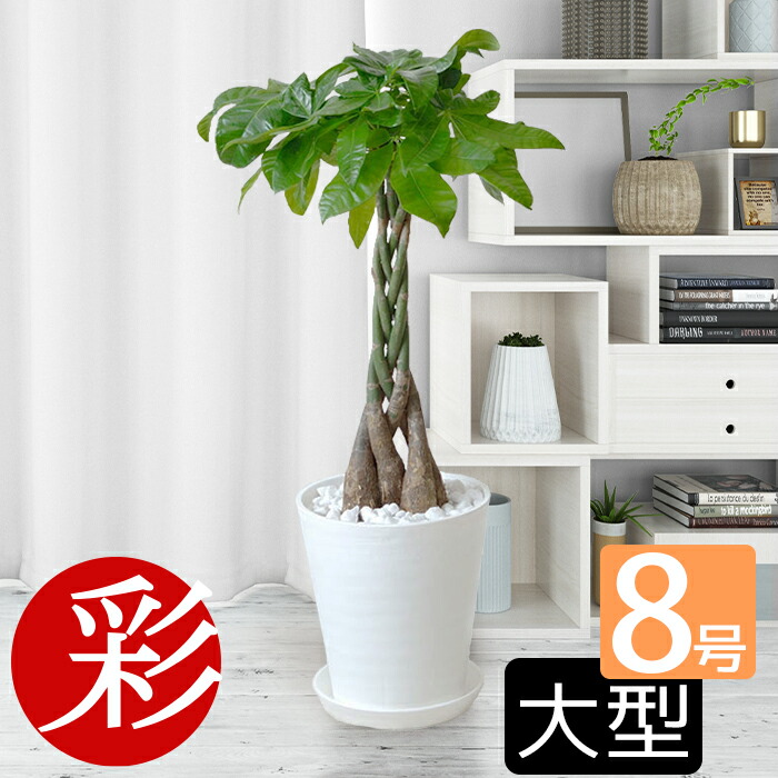 選べる8号観葉植物 セラアート鉢 樹種選択可 化粧石付き 1