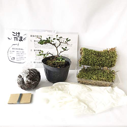 最大68 オフ 観葉植物 苔玉 アビス ｖｅｒ 這苔 １個