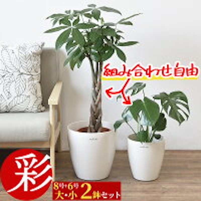 8号+6号 大・小 2鉢セット 1
