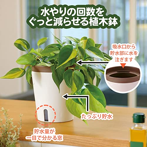 ミエルノPlus ポット 2