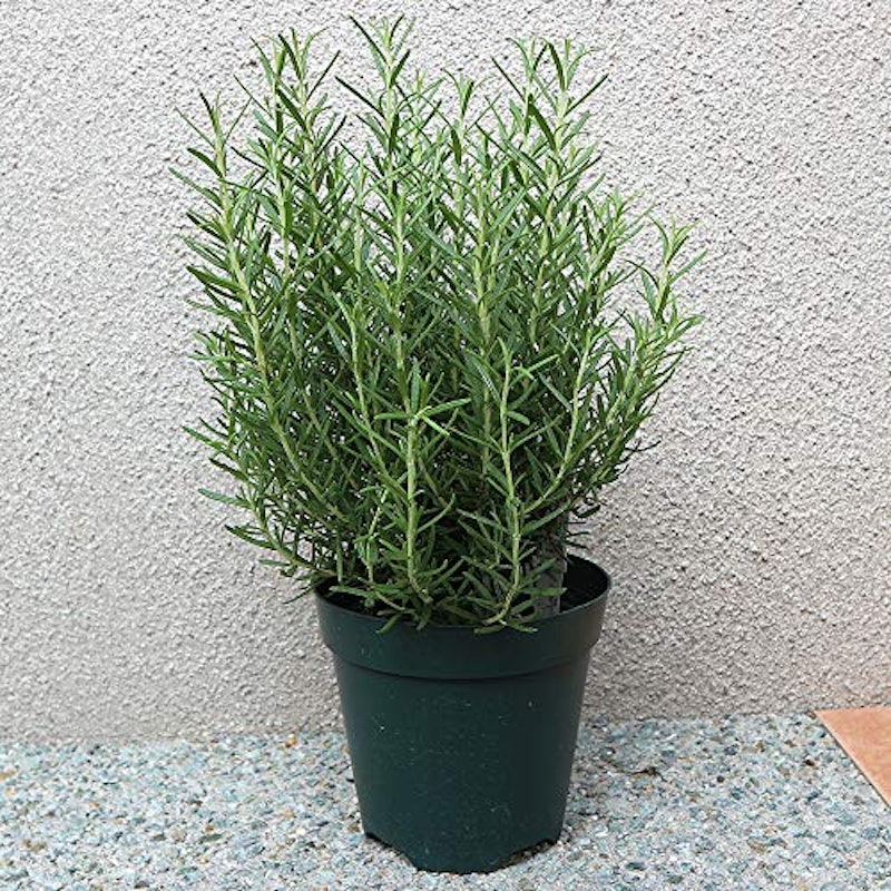 21年 虫除け用ハーブの鉢のおすすめ人気ランキング10選 Mybest 21年 虫除け用ハーブの鉢のおすすめ人気ランキング10選 Mybest