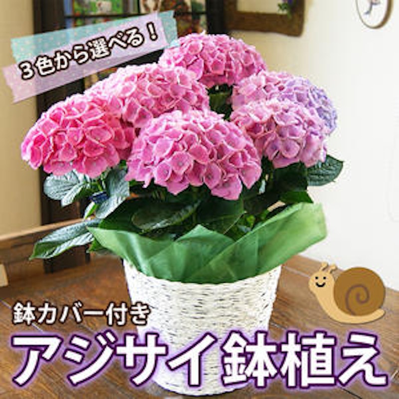アジサイ鉢植 1