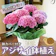 花樹有 アジサイ鉢植 1