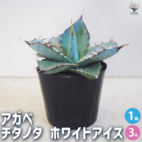 地植えにおすすめの多肉植物のおすすめ人気ランキング【屋外でも育つ