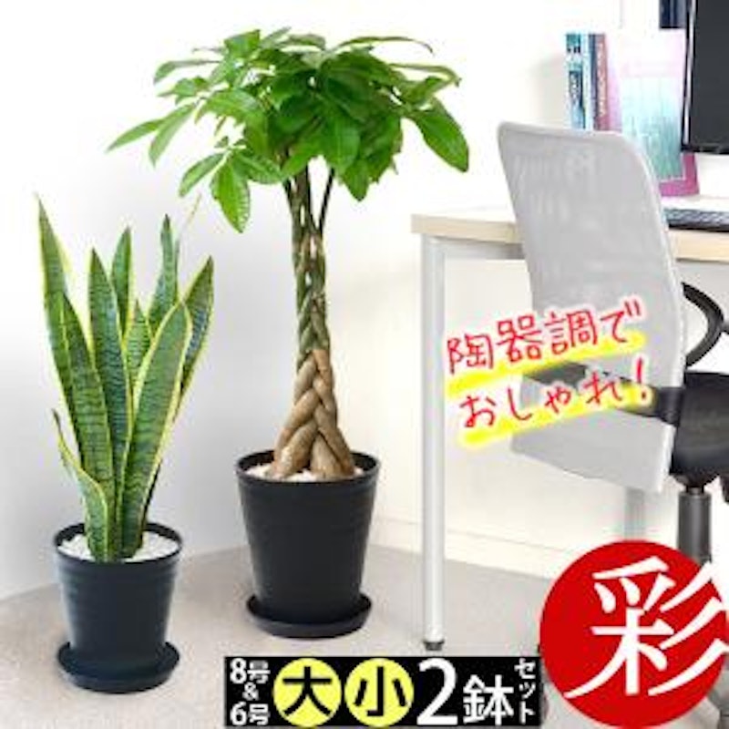 観葉植物 1