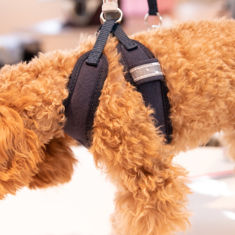徹底比較 犬用ハーネスのおすすめ人気ランキング18選 Mybest 徹底比較 犬用ハーネスのおすすめ人気ランキング18選 Mybest