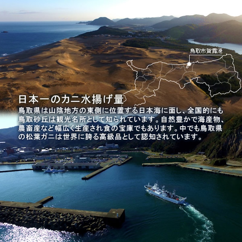 鳥取賀露港 活松葉ガニ 2