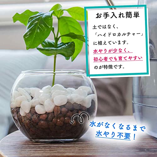 コーヒーの木 ハイドロカルチャー 3
