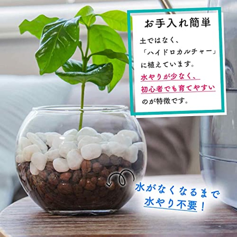 コーヒーの木 ハイドロカルチャー 3