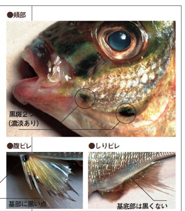 海の魚 大図鑑 2