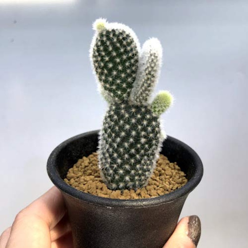 バニーカクタス 1