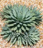 地植えにおすすめの多肉植物のおすすめ人気ランキング【屋外でも育つ!2026年9月】 5