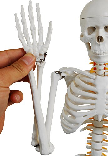 人体骨格模型  6