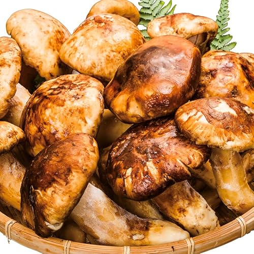 お取り寄せ松茸のおすすめ人気ランキング【2026年3月】 | マイベスト