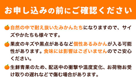 早生みかん 4