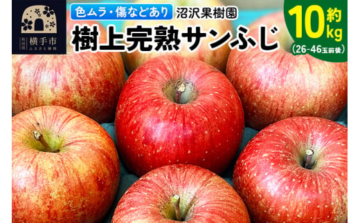 樹上完熟サンフジ 色ムラ・傷などあり 1