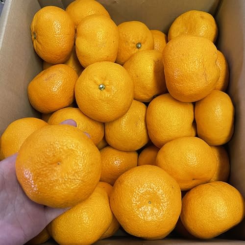 里山無農薬みかん 6