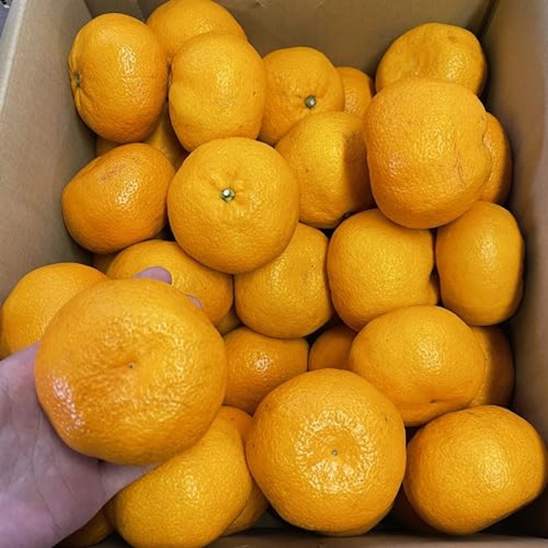 里山無農薬みかん 6