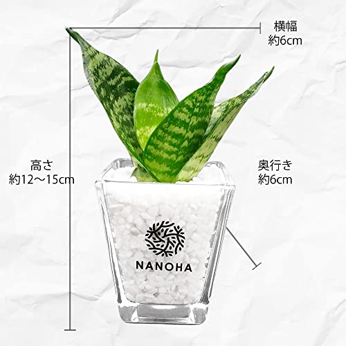サンスベリア サンセベリア 5