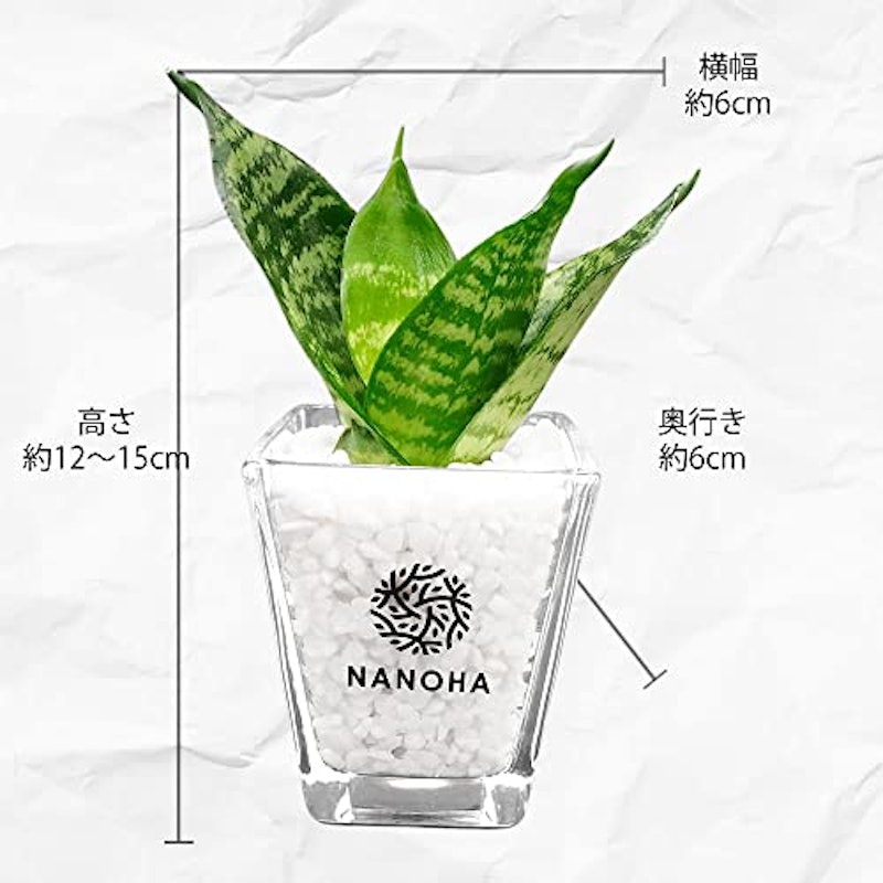 サンスベリア サンセベリア 5