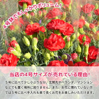 カーネーション 鉢植え 2