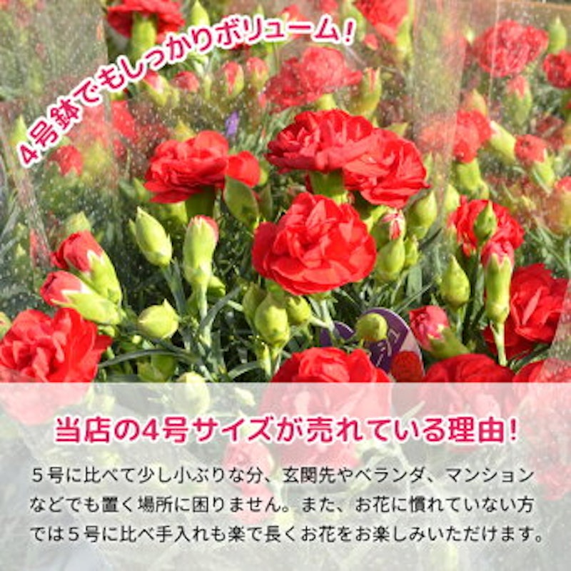 カーネーション 鉢植え 2