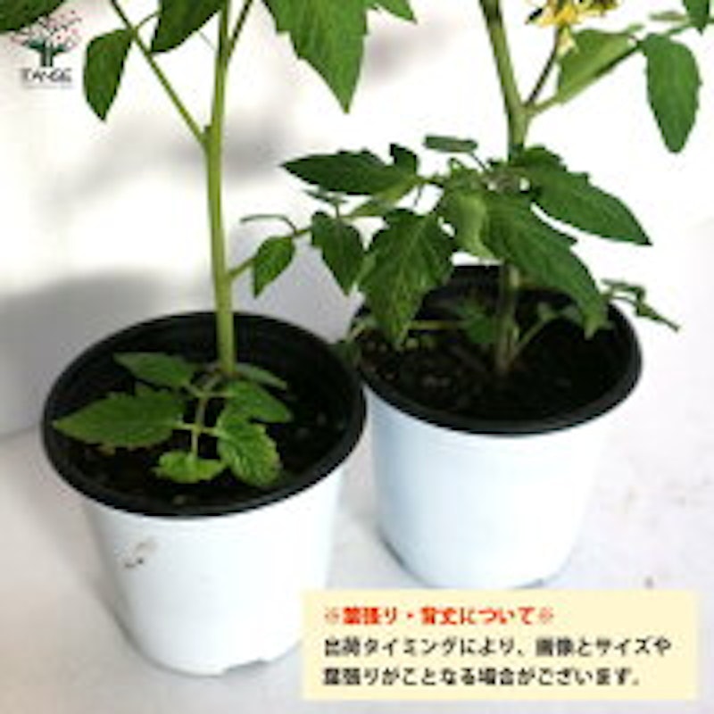 メイクスイーツ アナ フルーツミニトマトの苗 2