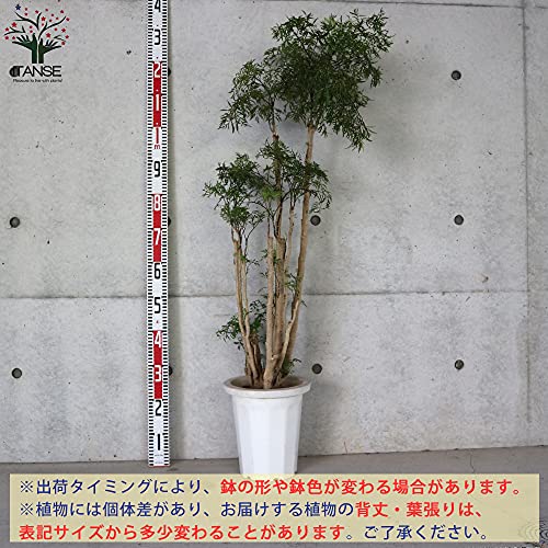 タイワンモミジ 2