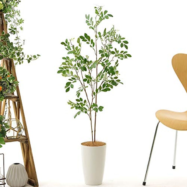 21年 光触媒で加工された観葉植物のおすすめ人気ランキング10選 Mybest 21年 光触媒で加工された観葉植物のおすすめ人気ランキング10選 Mybest