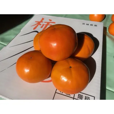 富有柿 2