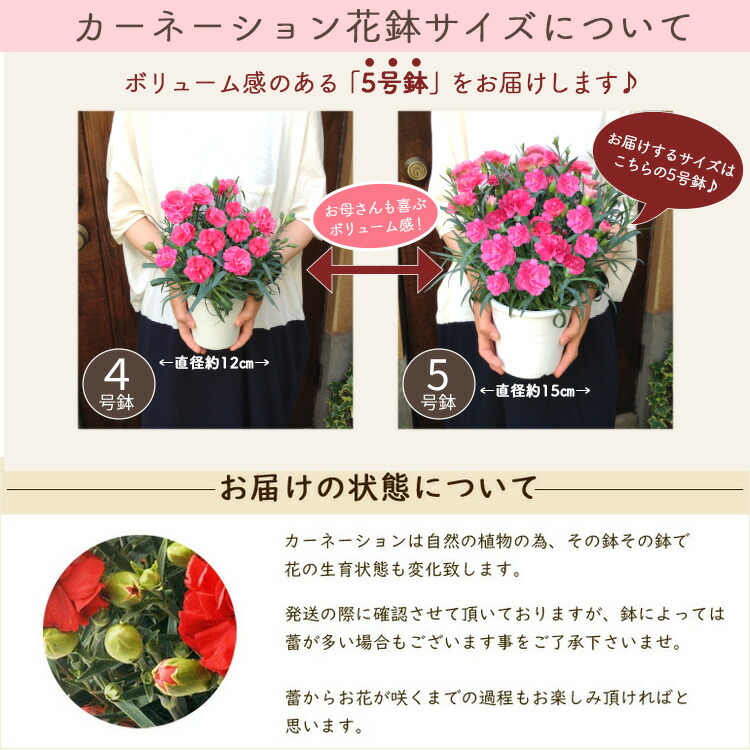 カーネーション 4