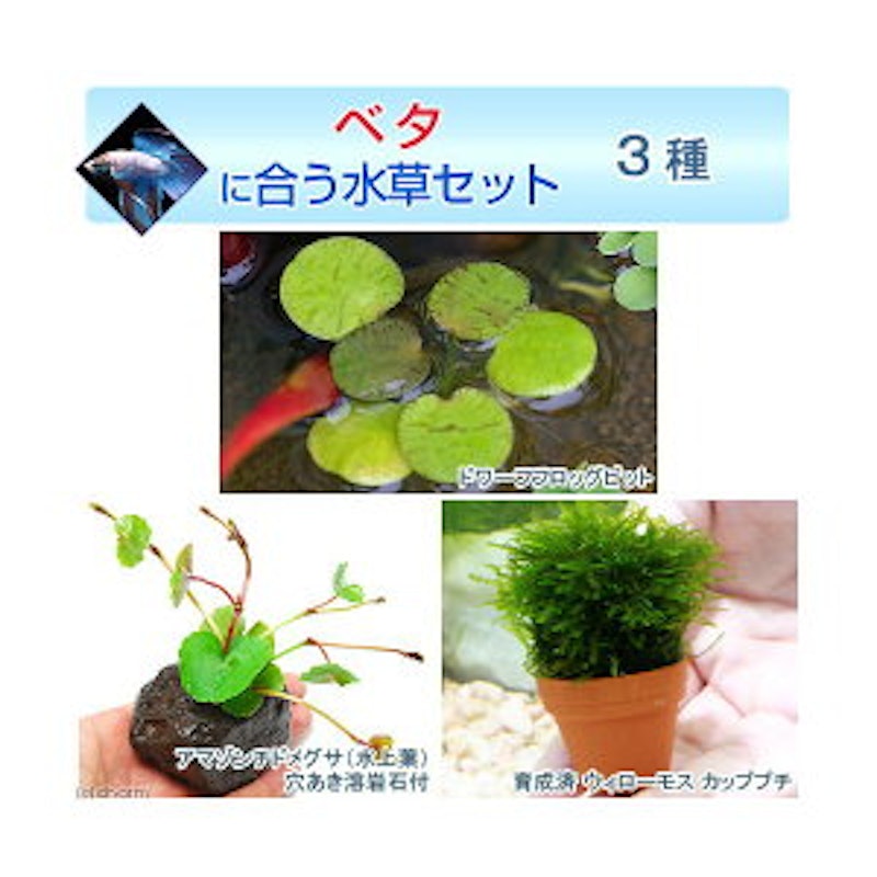 ベタに合う水草セット 3種 1