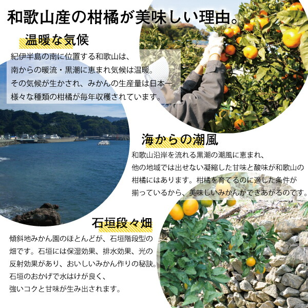 ドライフルーツ 有田みかん 5