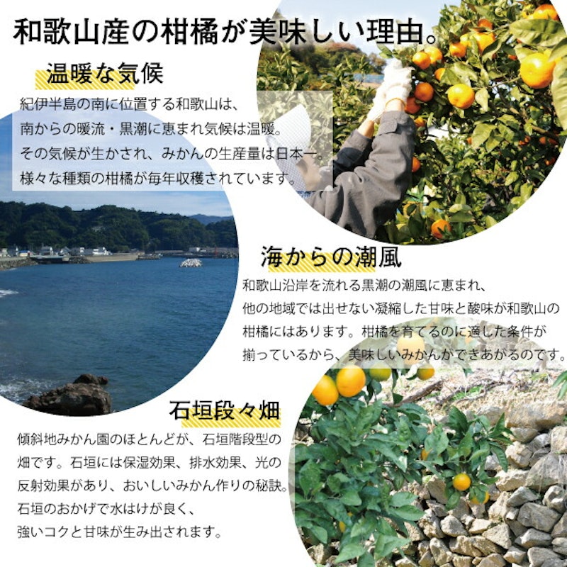 ドライフルーツ 有田みかん 5
