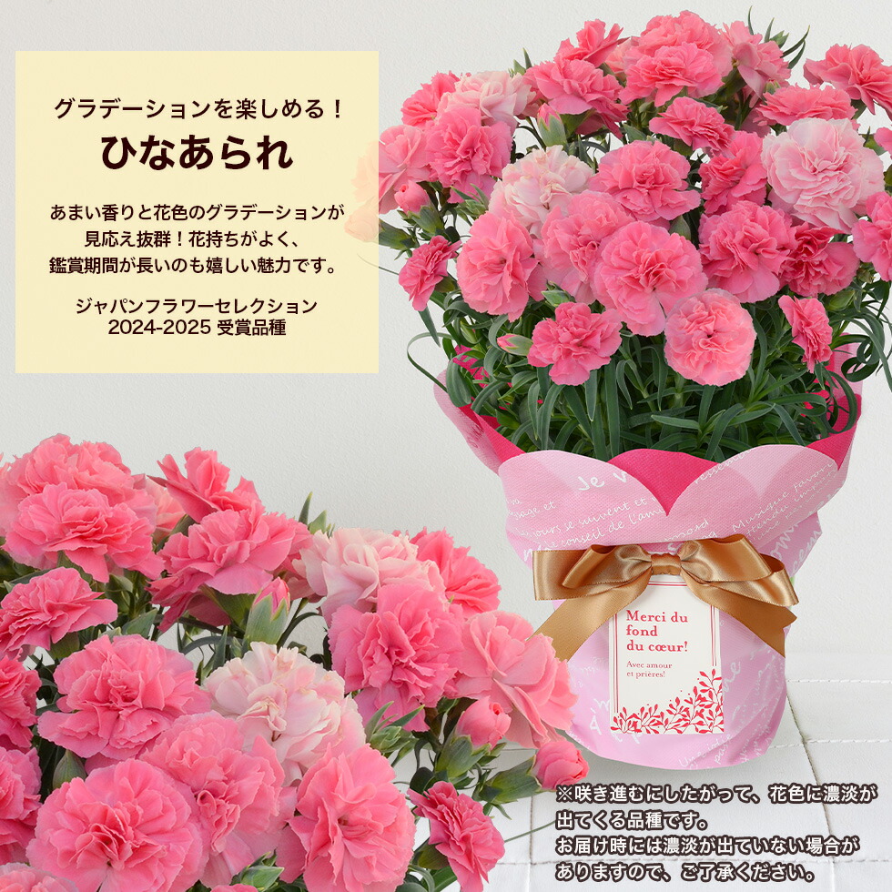 鉢植えカーネーション  3