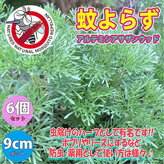22年 虫除け用ハーブの鉢のおすすめ人気ランキング9選 Mybest 22年 虫除け用ハーブの鉢のおすすめ人気ランキング9選 Mybest