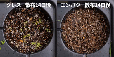 発芽しにくさの検証では、まいたあとの新しい芽はごくわずか
