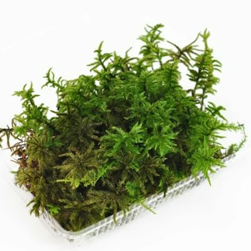 高野万年草パック 1