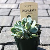 初心者向けの多肉植物のおすすめ人気ランキング【2026年5月】 1