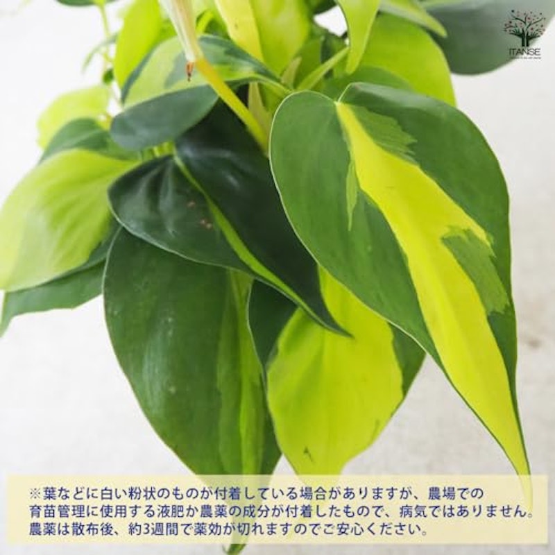 フィロデンドロン ブラジル 6