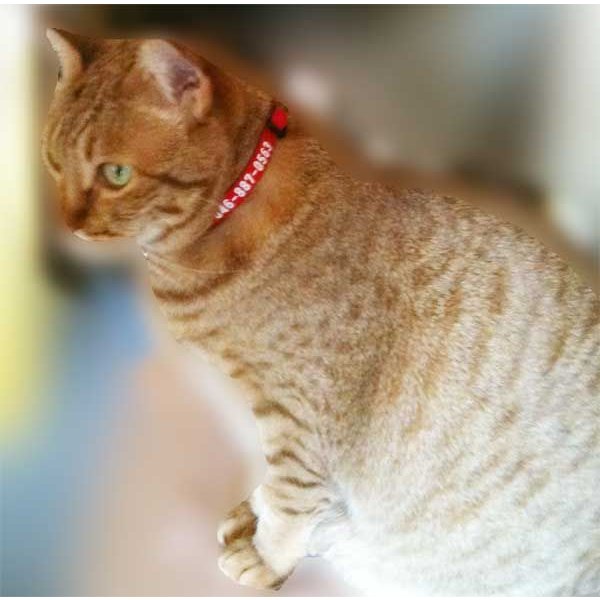猫ちゃん迷子札にもなる首輪 2