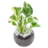 安い観葉植物のおすすめ人気ランキング【2026年8月】 4