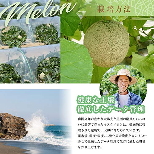 赤肉メロン 2