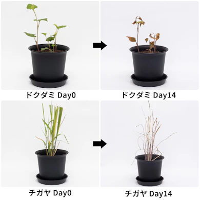 チガヤは2週間で褐変。ドクダミは根元の茎が元気なまま