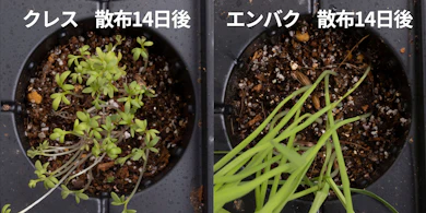 発芽しにくさの検証では、どちらも複数発芽して育った