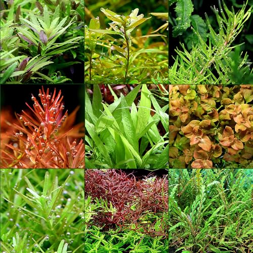 ゼオライトリング（グレー）おまかせ有茎草5個セット 2