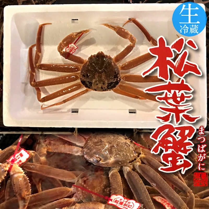 鳥取賀露港 活松葉ガニ 4