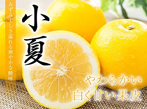 小夏 2