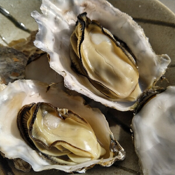 生食用冷凍牡蠣 殻付き 3
