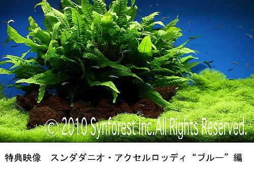 熱帯魚映像図鑑 バーチャル・アクアリウム 13